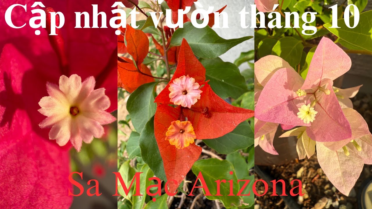 #75 Cập Nhật Vườn Tháng 10 | Thu Hoạch Nhiều & Niềm Vui Chia Sẻ.11/16/2025.