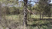 Роелов