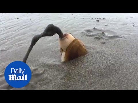 Video: Jak škeble dýchají, když jsou zahrabané v písku?