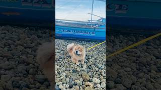 Wanwan #foryou #chowchow #dog #fyp #shorts #wanwan
