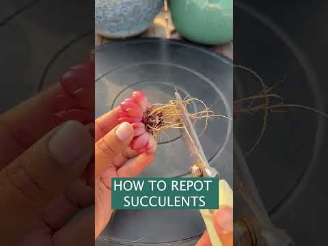 Video: Ano Ang Cobweb Houseleek: Paano Palaguin ang Isang Cobweb Succulent Plant