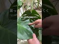 モンステラ良いよね。なるべく穴と切れ込みを保持していきたいところ。