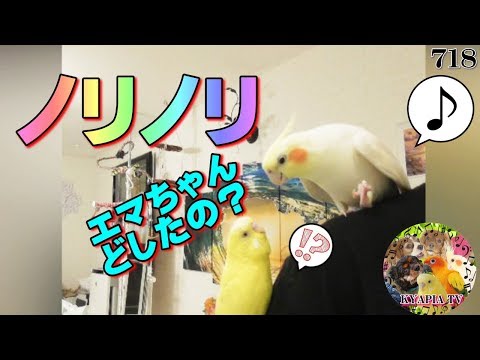 オカメインコ 納豆を混ぜる音でヘドバンに不思議がるセキセイインコ おもしろいかわいい動物動画718 Cute Budgie Cockatiel オカメインコ大百科