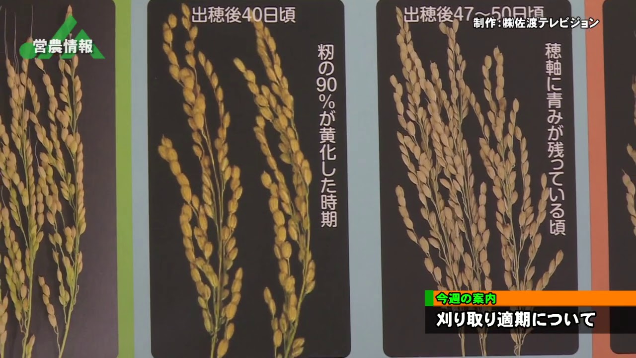 佐渡テレビ営農情報 200907 ～刈り取り適期と穂の状態について～