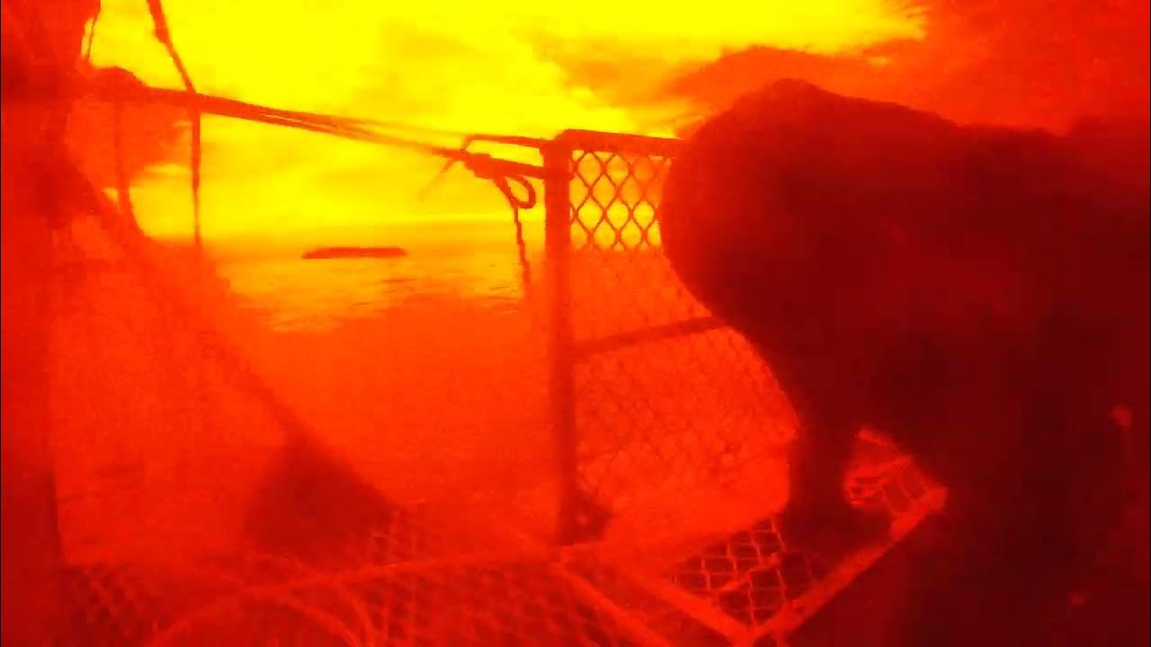 shark cage dive one YouTube