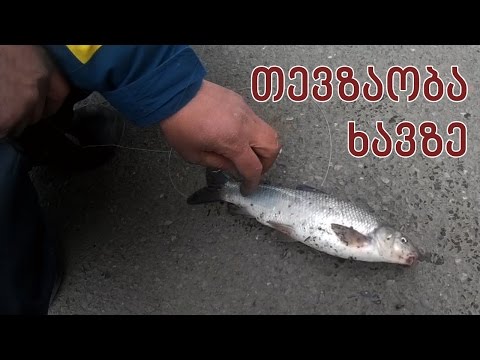 თევზაობა მტკვარზე ხავსზე