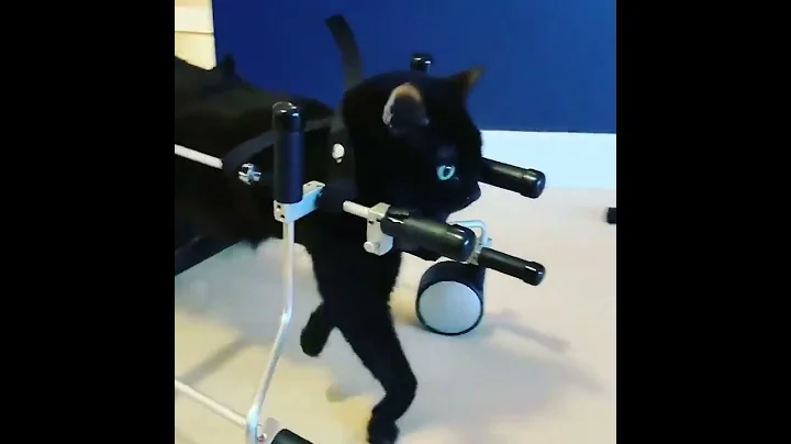 Cat Wheel Chair Helps Cat To Walk
