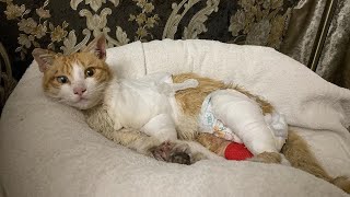 The Injured Kitten Ran to The Front Door to Ask for Help, And Now Become a KING