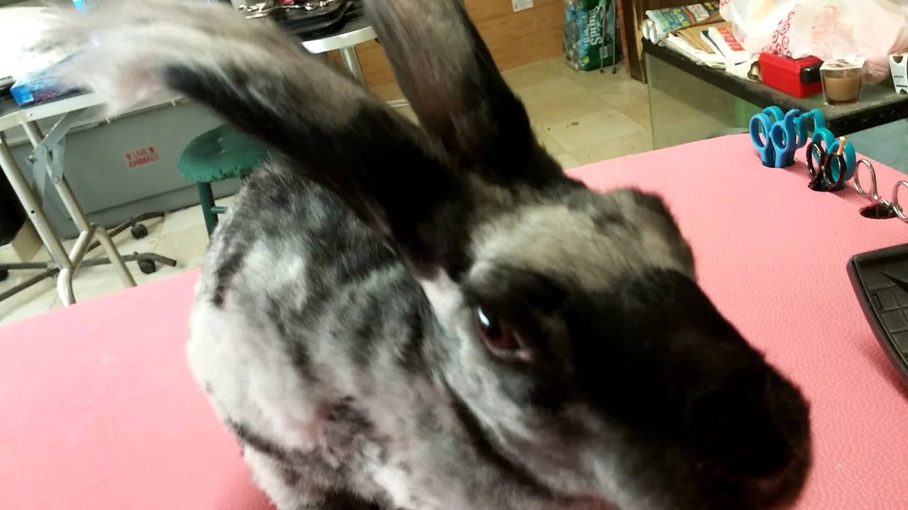 Nervous No Name Angora Rabbit Update 