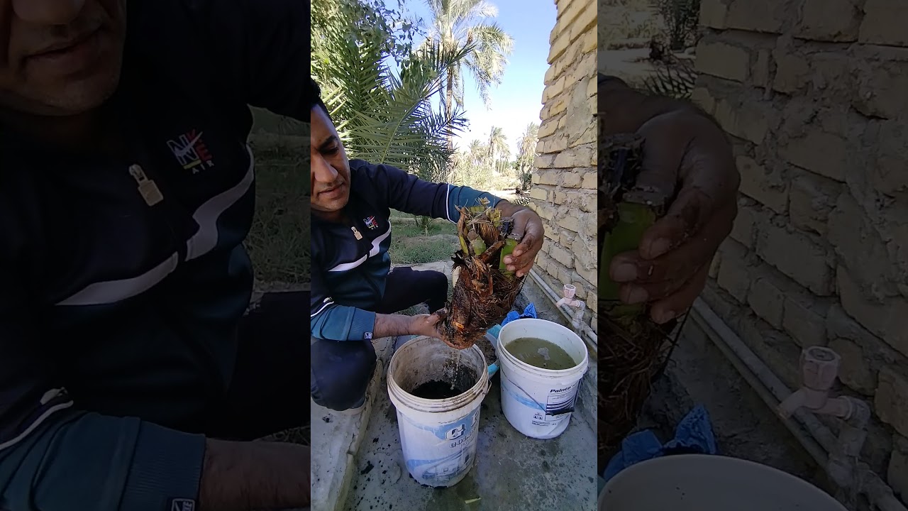 زراعه الفسائل النخيل بلاواني المنزليه بطريقه الدفن