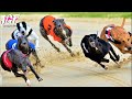 Greyhounds - Dog racing competition - Track race