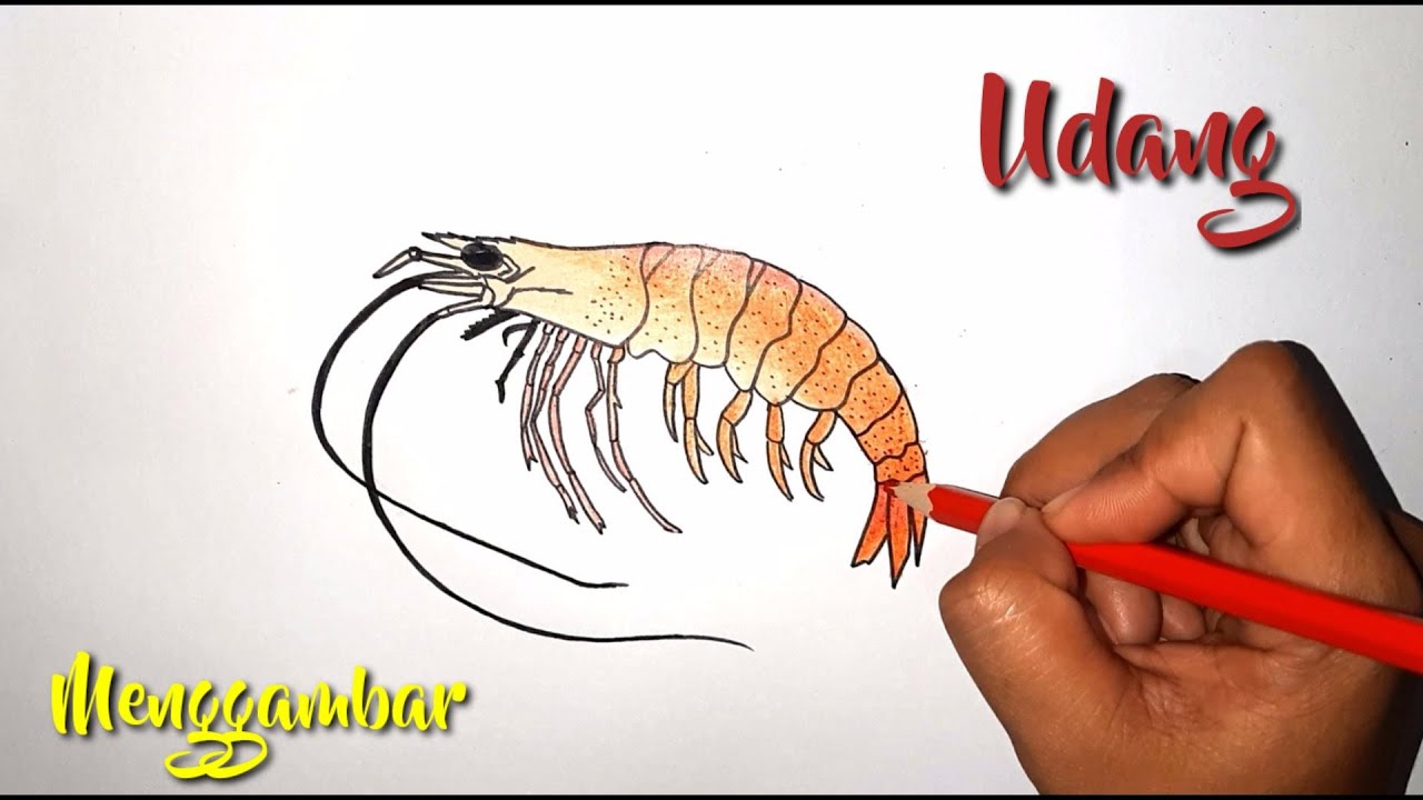 Cara menggambar udang YouTube