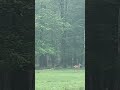 Hirsch Kühe #hirsch #nature #tiere #world #welt #shorts
