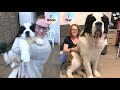 Saint Bernard Puppy growing up Timelapse - St Bernard dog | Saint Bernard Puppy to Adult