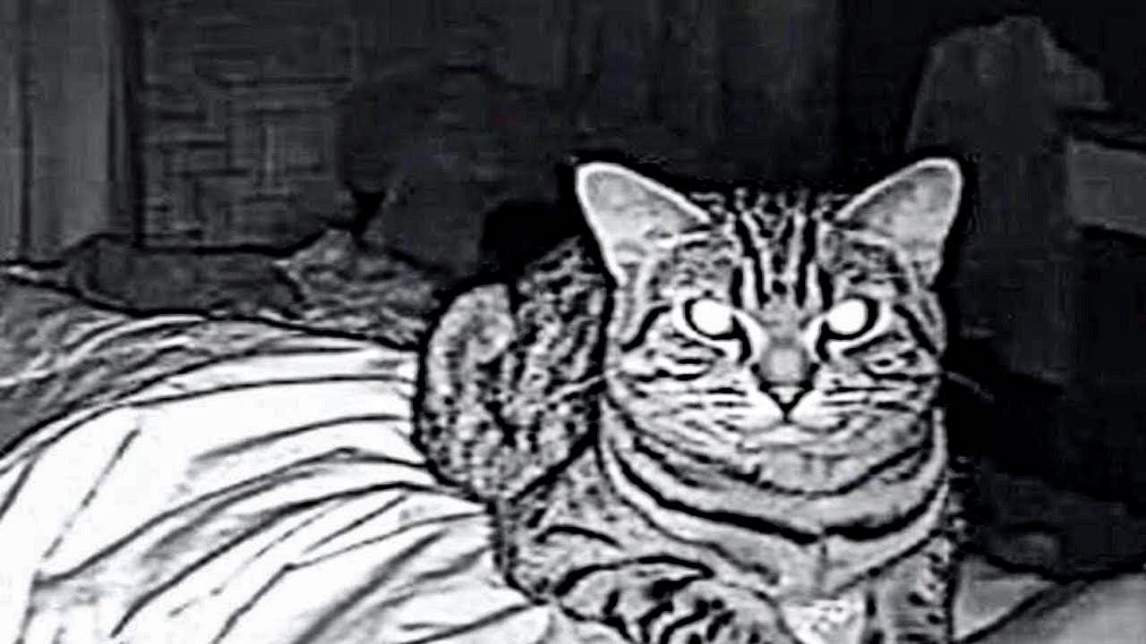Dad Sets Up Security Camera, Regrets It When He Sees Why Cat Stares At Him