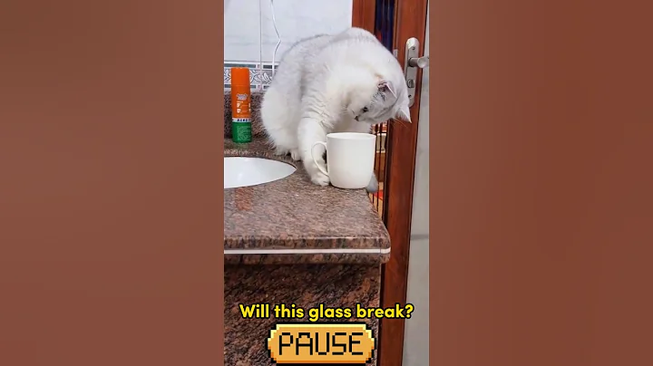 Video 5809041: funnycats catmeow pets, cat pets funnycats, pets funny catmeow, cat meowing