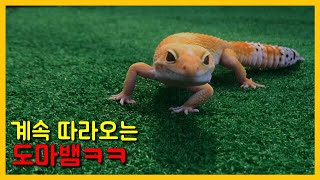 계속 쫒아오는 도마뱀 ~ 레오파드게코 사육장청소,암수구별, 산책해보자! [집돌이]