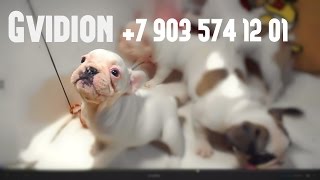 Французский Бульдог питомник Гвидион +7(903)5741201 Французский Бульдог питомник Гвидион +7(903)5741201