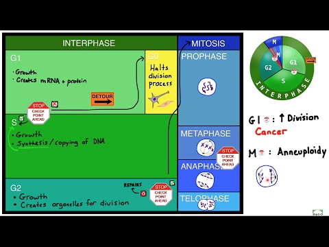 Video: Na-synthesize ba ang DNA sa panahon ng cell cycle?