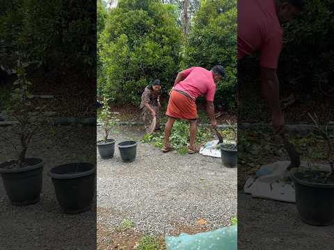 രാവിലെ തന്നെ കാടുവെട്ടി ഒതുക്കി 😜 #behappywithsree #gardening