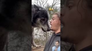 My Wolf Got Angry With Me