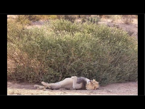 عاجيلووون فين ديرووو وجهكم القطييع الكدوب كتكون على الميت اليوم نحطك بوجهك االدجاجيون