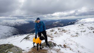 Download Lagu Hurtta extreme parka #hurtta #hundeutstyr #hund MP3