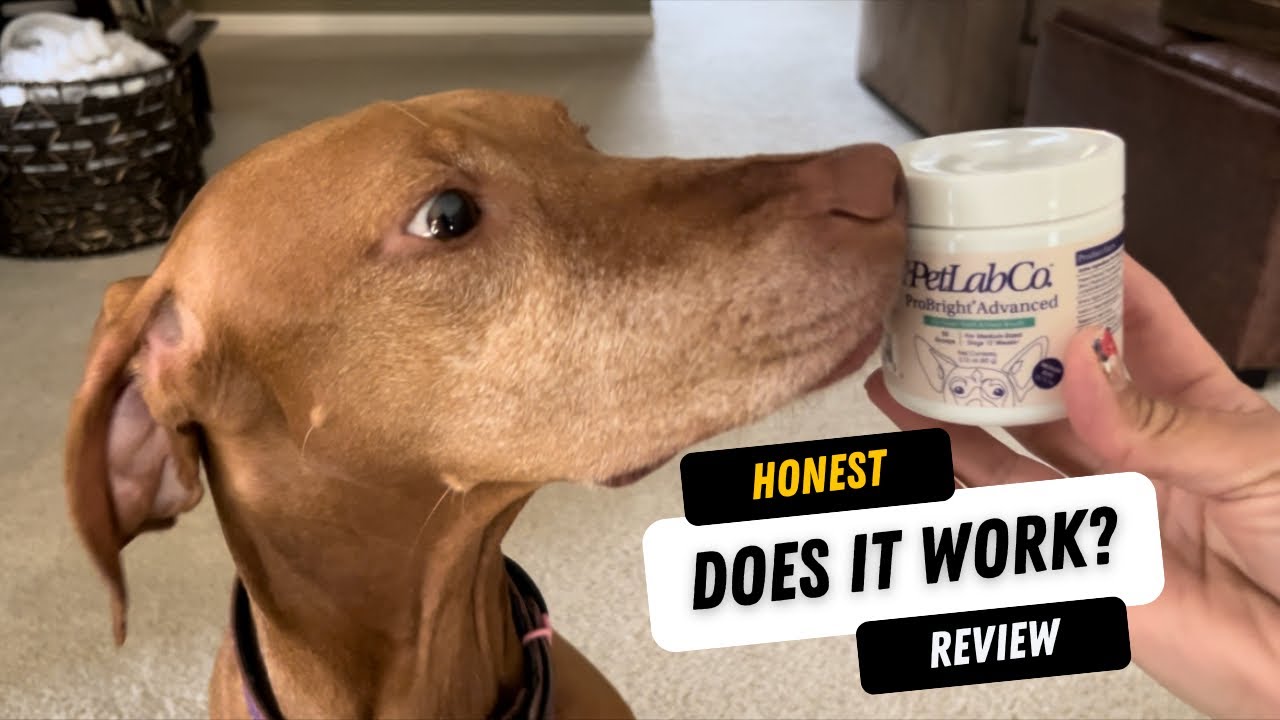 Does PetLab Co.’s ProBright® Dental Powder Actually Work? - Honest