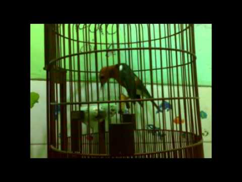 Download Suara Anis Merah Betina Gacor Memanggil Jantan MP3