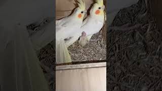 Papa And Mama Cockatiel Are Sitting With The Baby Cockatiel Parrot.