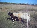 Goat Breeding Time 2018!