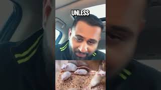Astrahive Pest Control 6 mice