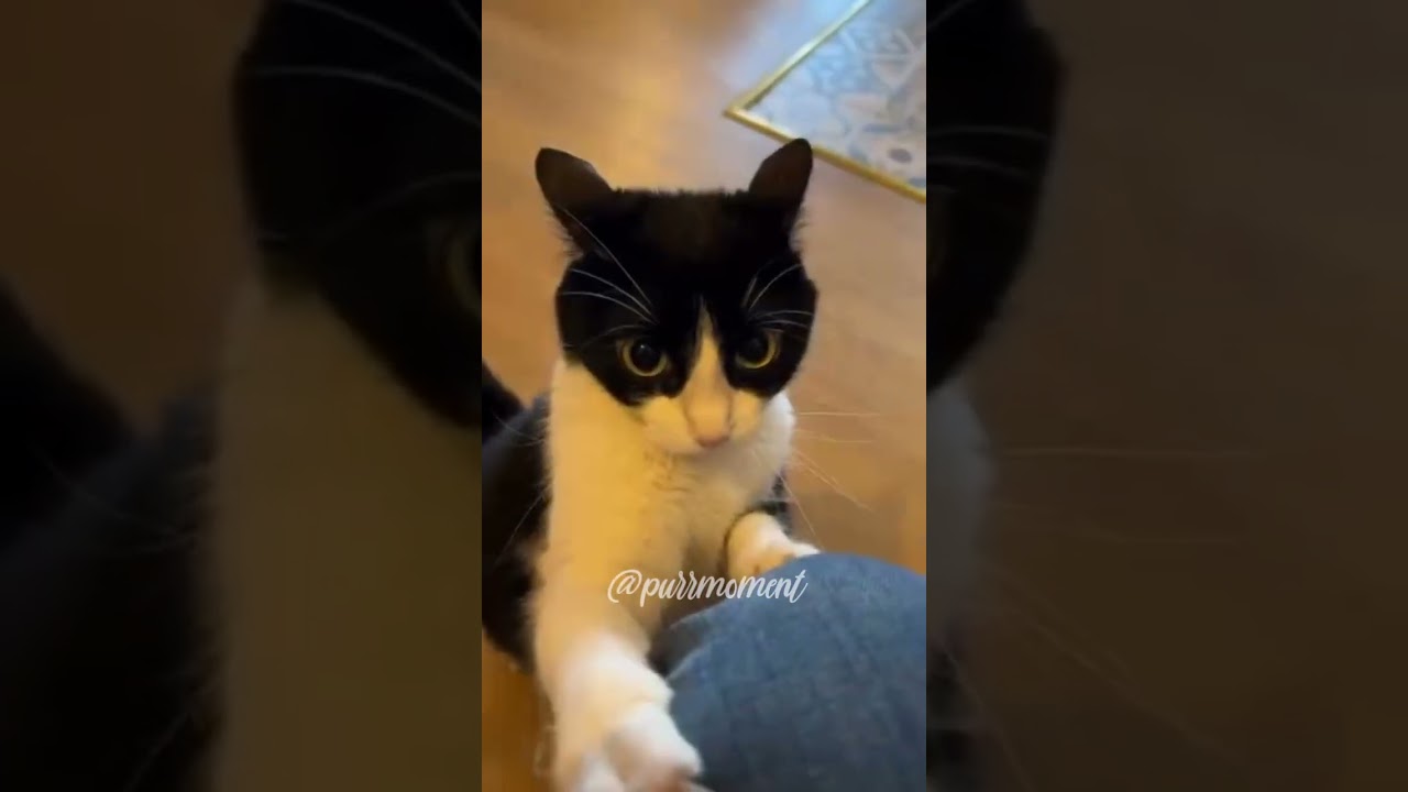 Purr moments memes cats compilation