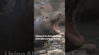 Using AI to Decode How Animals Communicate Content