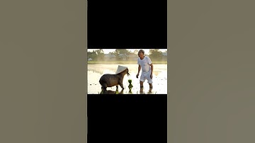 Ông và Capybara - Capy nhảy đám cưới #veo3 #capybara #viral #viralvideo #viralshorts