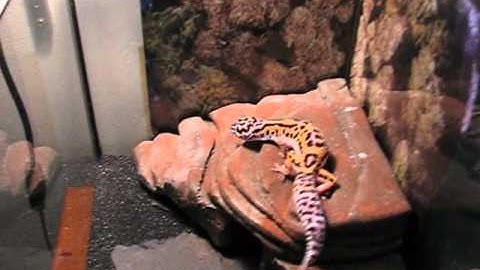 New leopard gecko terrarium #15