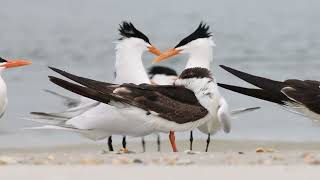 Royal Terns and Black Skimmers