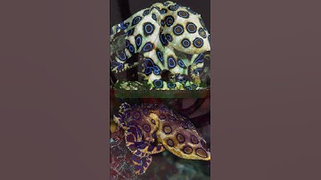 TOP 5 ĐỘNG VẬT NGUY HIỂM NHẤT NƯỚC ÚC - ĐỂ GIỎI HƠN MỖI NGÀY #khampha #kienthuc #facts  #kinangsong