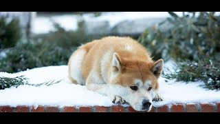 HOMIE - Одинокий пес (премьера трека, 2020) HACHIKO Best Scenes