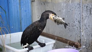 Great Cormorant Eats The Whole Fish Instantly - Incredible Bird!