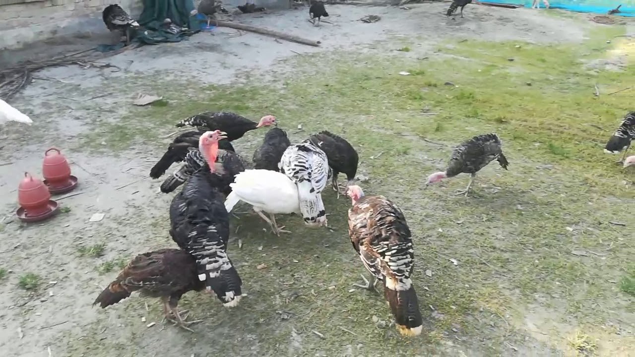 bhuiyan international turkey farm in Bangladesh YouTube