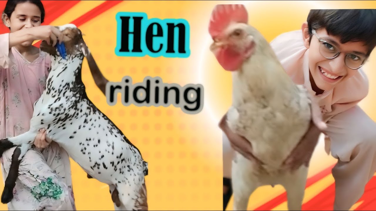 Chicken riding 🐓 | goat funny video | Aneeb Ka gharana - YouTube