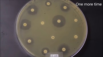 Kirby Bauer Test time lapse with E.colai and s.aureus