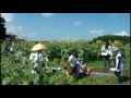 まんのう町ひまわり祭り