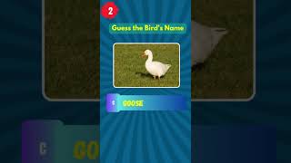 Can You Guess The Birds Name? 4