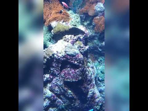 رحلت إلى بحار العشق ح لمي ناصر السعيد