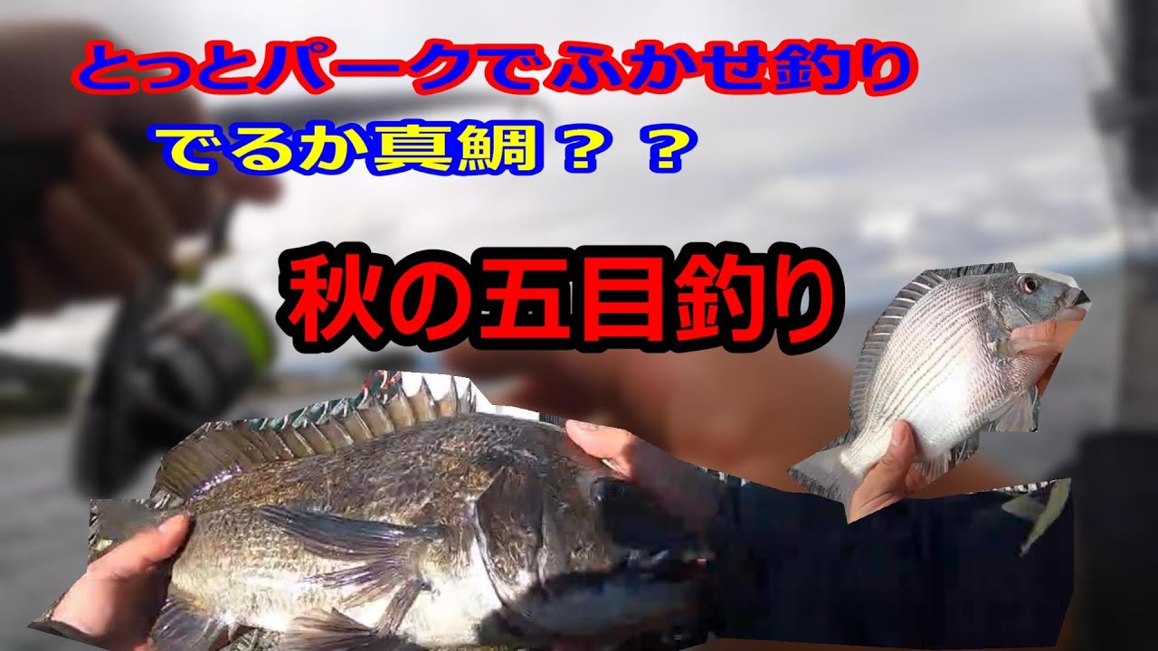 真鯛はでるか とっとパーク小島でふかせ釣り 当たり連発の五目釣り 久しぶりににあの魚が釣れて楽しい一日でした Youtube