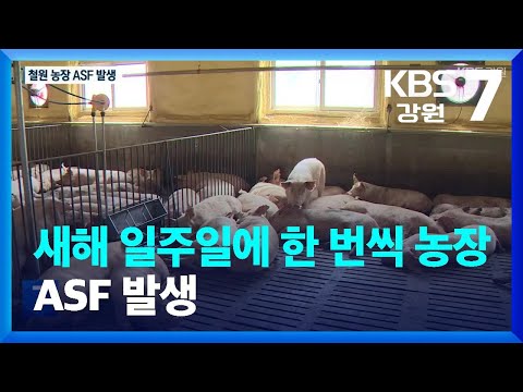 새해 일주일에 한 번씩 농장 ASF 발생…이번엔 강원도 철원 / KBS  2023.01.12.