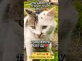 They Didn’t Go Hungry Today 🐾| Day 93 ❤️ Feeding Street Cats daily #shorts #cat  #cats  #fyp #reels