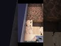 Light Birch, Calcite, Mushroom & Diorite Gradient Path Design Path Design | #shorts